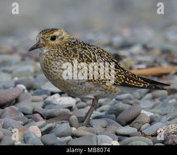 Golden Plover in inverno piumaggio. Foto Stock
