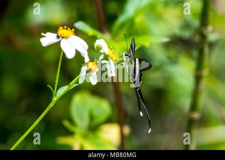 White Dragontail (Lamproptera curius) bere sulla pianta Foto Stock