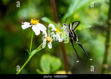 White Dragontail (Lamproptera curius) bere sulla pianta Foto Stock