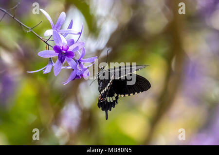 Comune (Mormone Papilio polytes) bere sulla pianta Foto Stock