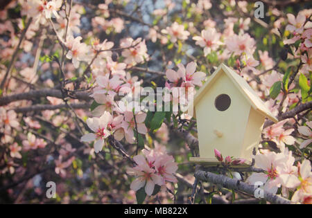 Little birdhouse in spring over blossom cherry tree Foto Stock