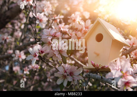 Little birdhouse in spring over blossom cherry tree Foto Stock