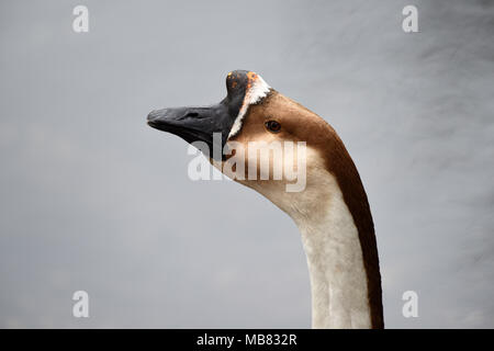 Cinese Oca Swan / Anser cygnoides sul fiume Loiret a Olivet Francia Foto Stock