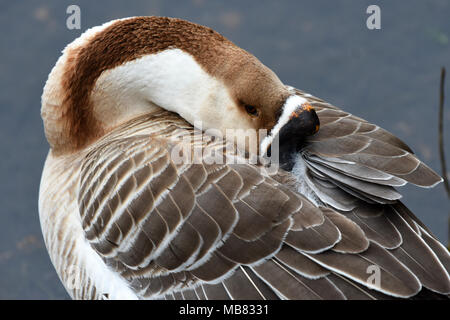 Cinese Oca Swan / Anser cygnoides dormire in appoggio sul fiume Loiret a Olivet Francia Foto Stock