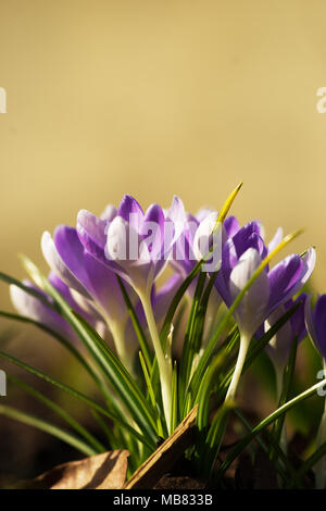 Crocus, plurale di crochi o croci è un genere di piante in fiore nella famiglia di iris. Foto Stock