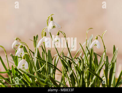 I primi fiori di primavera, bucaneve, un simbolo del risveglio della natura sotto la luce diretta del sole. Luce tonificante, schiarimento. Foto Stock