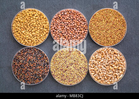 Set di germogliazione organici semi in capsule di Petri, counterwise da in alto a sinistra - fieno greco, Rafano, erba medica, trifoglio rosso e grano duro Foto Stock