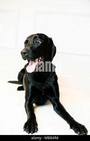 Il Labrador nero ritratto in uno studio con sfondo grigio Foto Stock