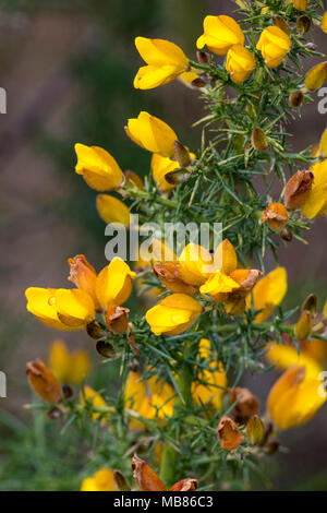 Il luminoso fiori gialli di ginestre bush in primavera. Fiori e cespugli nella campagna inglese. Boccioli e fiori colorati luminosamente. Foto Stock