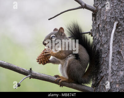 Un Douglas scoiattolo mangiare una pigna mentre appollaiato in un albero in Frank Church-River di non ritorno deserto in Idaho. Foto Stock