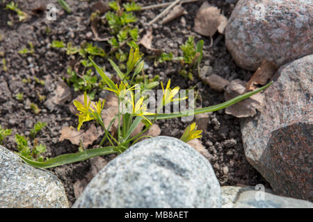 Stella gialla di Betlemme, Vårlök (Gagea lutea) Foto Stock