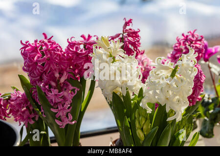 Giacinto comune, Hyacint (Hyacinthus orientalis) Foto Stock