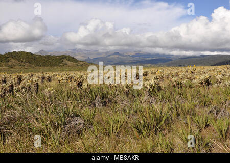 La Colombia, St Augustin, paesaggio Foto Stock