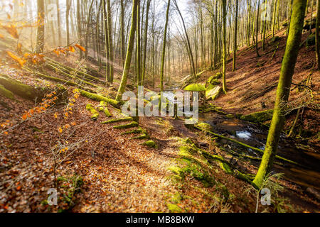 Inverno mattina nel Karlstal vicino Trippstadt Foto Stock