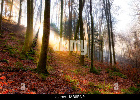 Inverno mattina nel Karlstal vicino Trippstadt Foto Stock