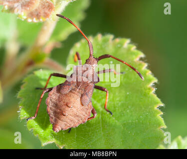 Dock ninfa Bug (Coreus marginatus). Vista dorsale del campione sulla foglia. Tipperary, Irlanda Foto Stock