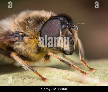 Hoverfly maschio (Eristalis pertinax) fino in prossimità della faccia che mostra l'occhio composto particolare. Tipperary, Irlanda Foto Stock