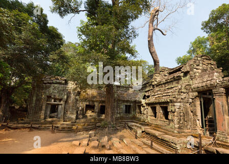 Ta Prohm - antico tempio Cambogia, Angkor Sito Patrimonio Mondiale dell'UNESCO, la Cambogia a sud est asiatico Foto Stock