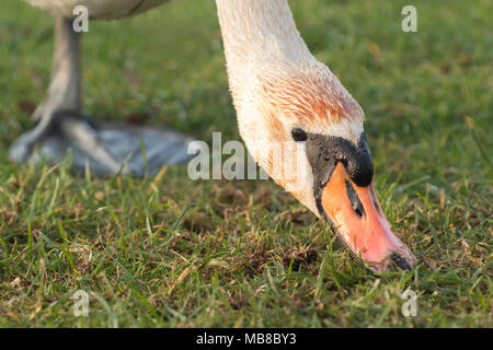 Cigno (Cygnus olor) rovistando in erba per il cibo. Tipperary, Irlanda Foto Stock