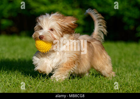 Giocoso color cioccolato havanese cucciolo di cane a piedi con una sfera gialla nella sua bocca in erba Foto Stock