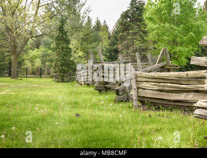 Split-cancellata in un prato verde pascolo con alberi in background. Foto Stock