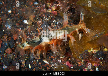 Penna ruvida shell (Pinna rudis) nel Mar de las Calmas riserva marina (El Hierro, Isole Canarie, Spagna) Foto Stock