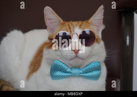 Cat indossa Shiny Light Blue Bow tie & vetri Foto Stock