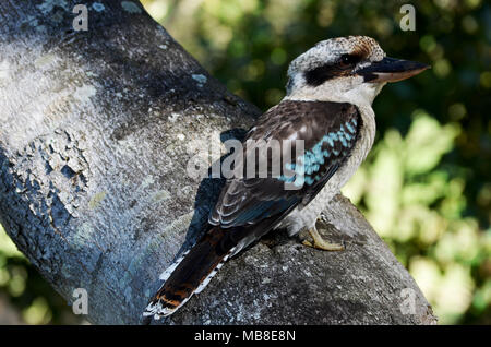 Kookaburra bird seduto sul ramo di albero Foto Stock