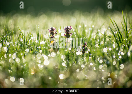 Wild ortica in primavera in erba campo coperto di rugiada Foto Stock