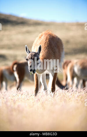 Adulto Guanaco pascolano in ginocchio l'erba alta sul pomeriggio soleggiato con pascolo del bestiame dietro. Foto Stock