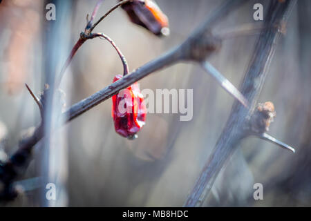 Asciugare rosa canina nel giardino di primavera la fotografia macro Foto Stock