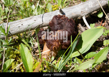 Un Falso fungo Morel, Gyromitra esculenta, che cresce sotto l'abete, vicino alla neve sciogliente, lungo Upper Willow Creek, nella contea di Granite Montana Foto Stock