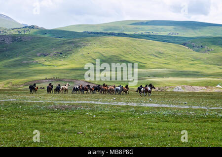 Cavalli in esecuzione nella gola di Naryn, regione di Naryn, Kirghizistan Foto Stock