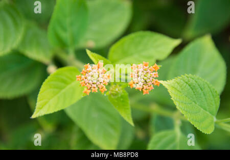 Fiore di lantana ampiamente coltivati per i loro fiori tropicali e ambienti subtropicali Foto Stock