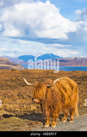 Highland bovini mucca in orizzontale sull isola di Skye vicino Elgol, Scotland, Regno Unito in Marzo Foto Stock