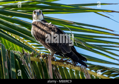 Falco pescatore (Pandion haliaetus) arroccato in Palm tree vicino al western (Golfo) costa della Florida, Stati Uniti d'America. Foto Stock