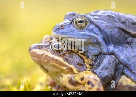 Moor frog (Rana arvalis) coppia amplexus in posizione di accoppiamento nella stagione di riproduzione Foto Stock