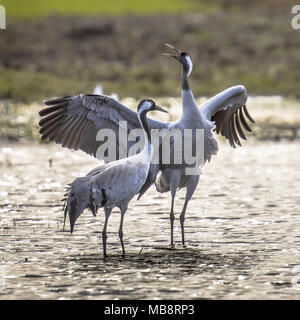 Uccelli selvatici Foto Stock