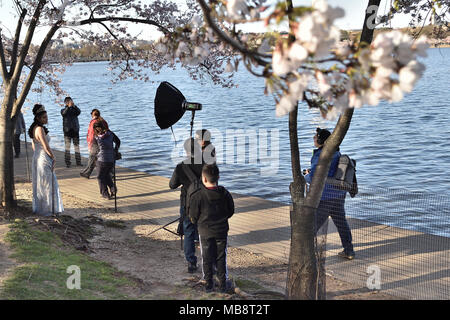 La bellezza e la fioritura, Cherry Blossom Festival, Washington DC, Stati Uniti d'America Foto Stock