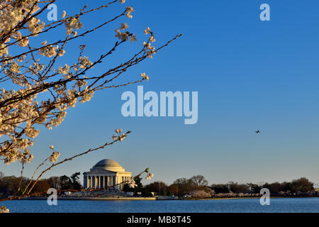 La ciliegia incorniciato Jefferson Memorial e il velivolo, Washington DC Foto Stock