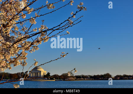 La ciliegia incorniciato Jefferson Memorial e il velivolo, Washington DC Foto Stock