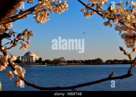 La ciliegia incorniciato Jefferson Memorial e il velivolo, Washington DC Foto Stock