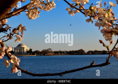 La ciliegia incorniciato Jefferson Memorial e il velivolo, Washington DC Foto Stock