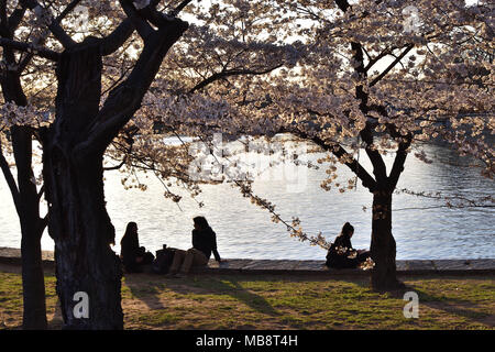 Stagliano di fiori di ciliegio e giovane, Washington DC Foto Stock
