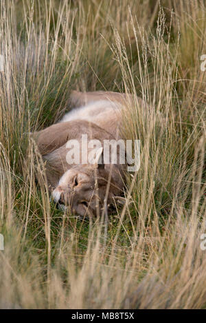 Femmina adulta di Patagonia appoggio Puma erba alta dopo la poppata. Foto Stock