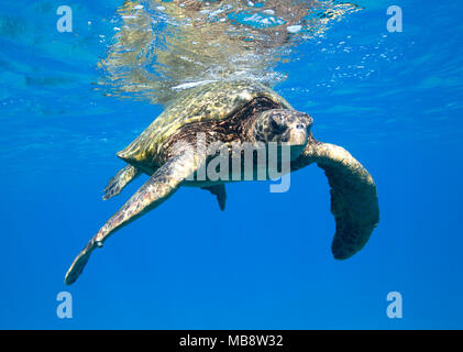 Tartaruga Verde al Black Rock, Kaanapali di Maui, Hawaii. Foto Stock