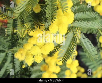 Grandi fiori di giallo mimosa in fiore in primavera con foglie Foto Stock