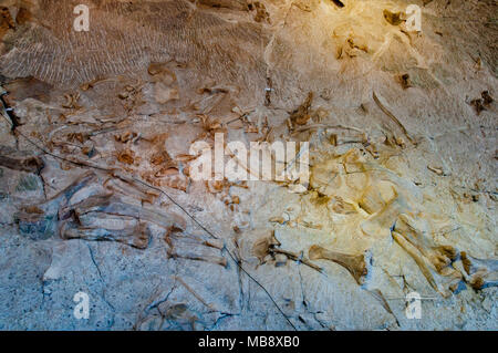 Varie ossa di dinosauro dalla tomaia Jurassis Morrison Formazione sul display nella cava sala espositiva nel dinosauro monumento nazionale, Utah Foto Stock