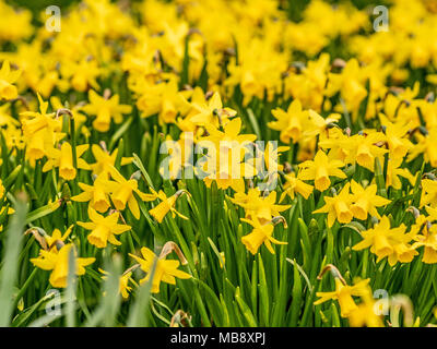 Tappeto di narcisi Foto Stock