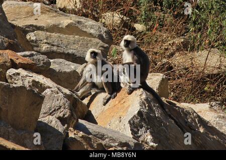 Grigio scimmie langur seduto su una roccia, fotografato in Himalaya. Foto Stock